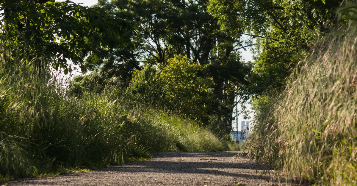 A photo showing a stone path overgrown with grass and trees.